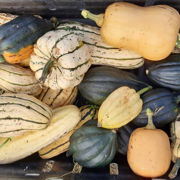 What’s On This October at Windmill Hill City Farm