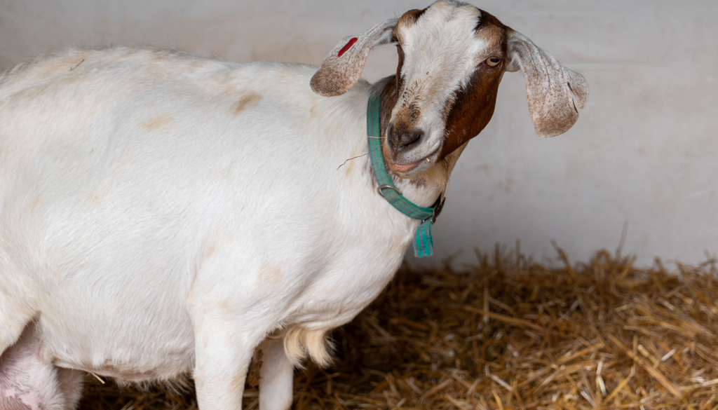 Why We Keep Animals at Windmill Hill City Farm