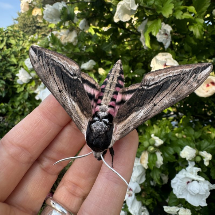 BS3 Moth Club: Moth Morning