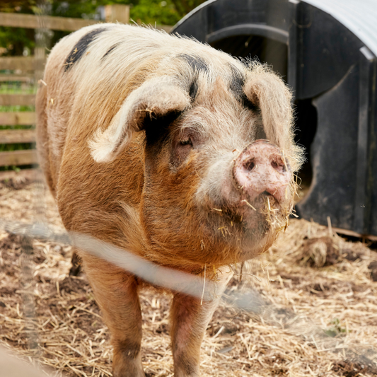 Animal Care for Well-being