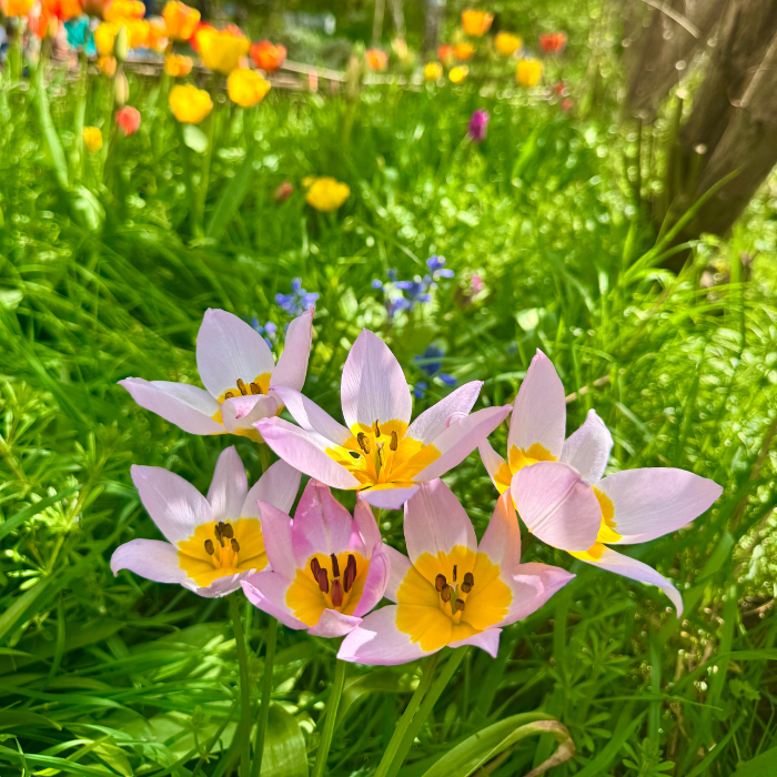 Gardening for Well-being (Tuesday Group)
