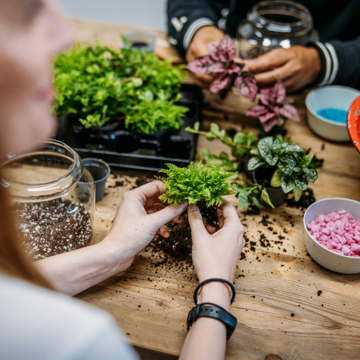 Build Your Own Terrarium Workshop